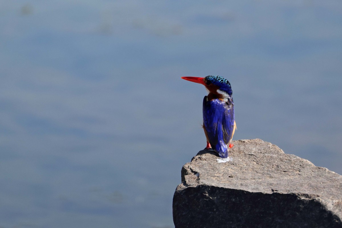 Malachite Kingfisher - ML643481176
