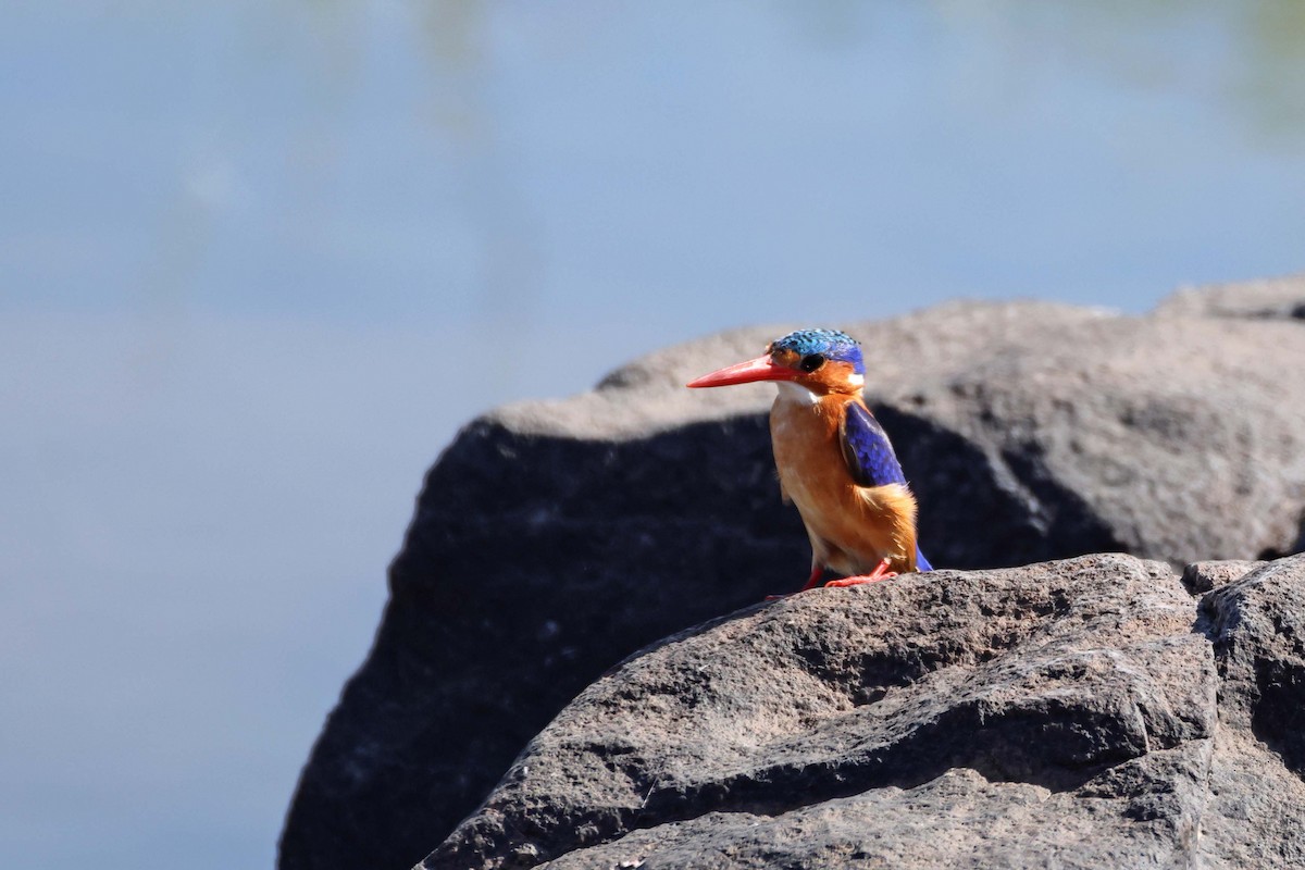 Malachite Kingfisher - ML643481177