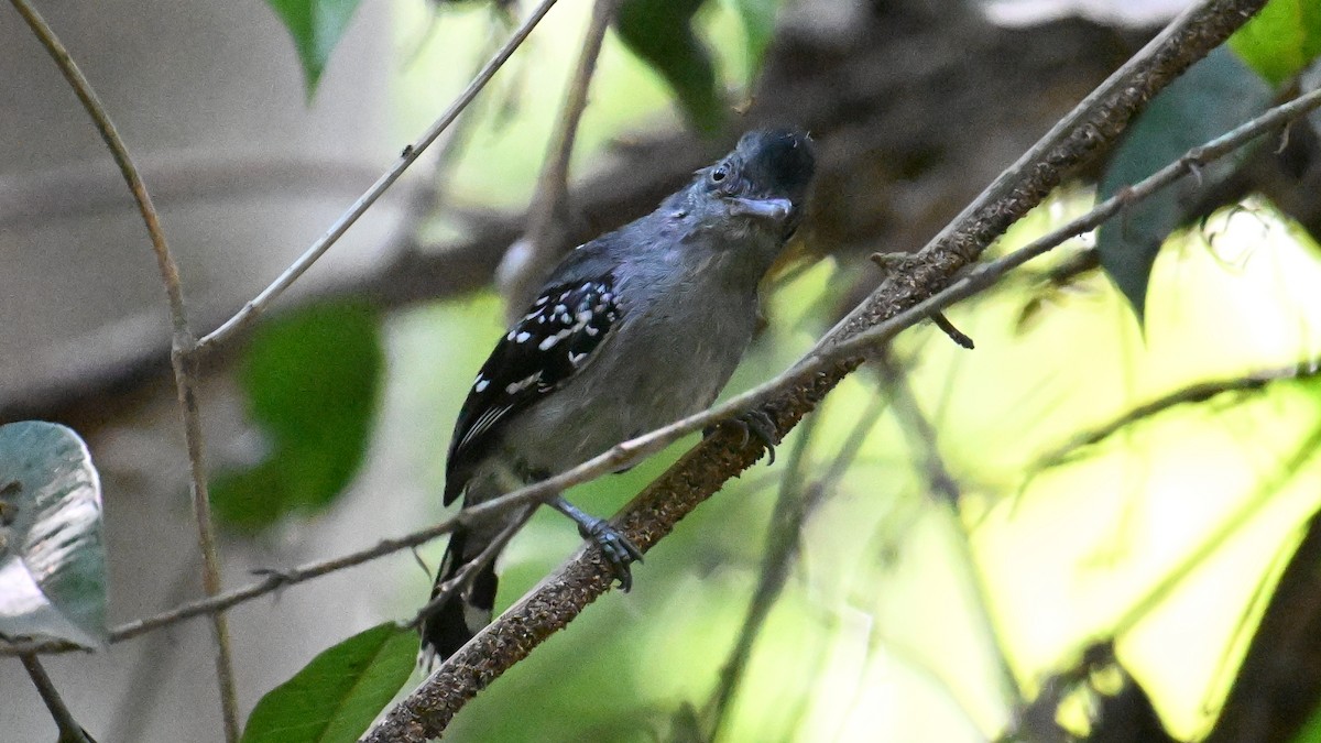 Bolivian Slaty-Antshrike - ML643481180