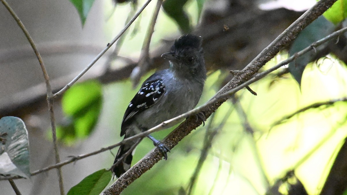 Bolivian Slaty-Antshrike - ML643481181