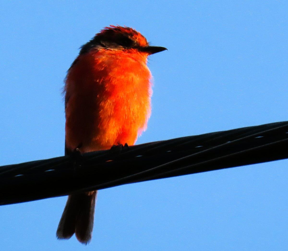 Vermilion Flycatcher - ML643481186