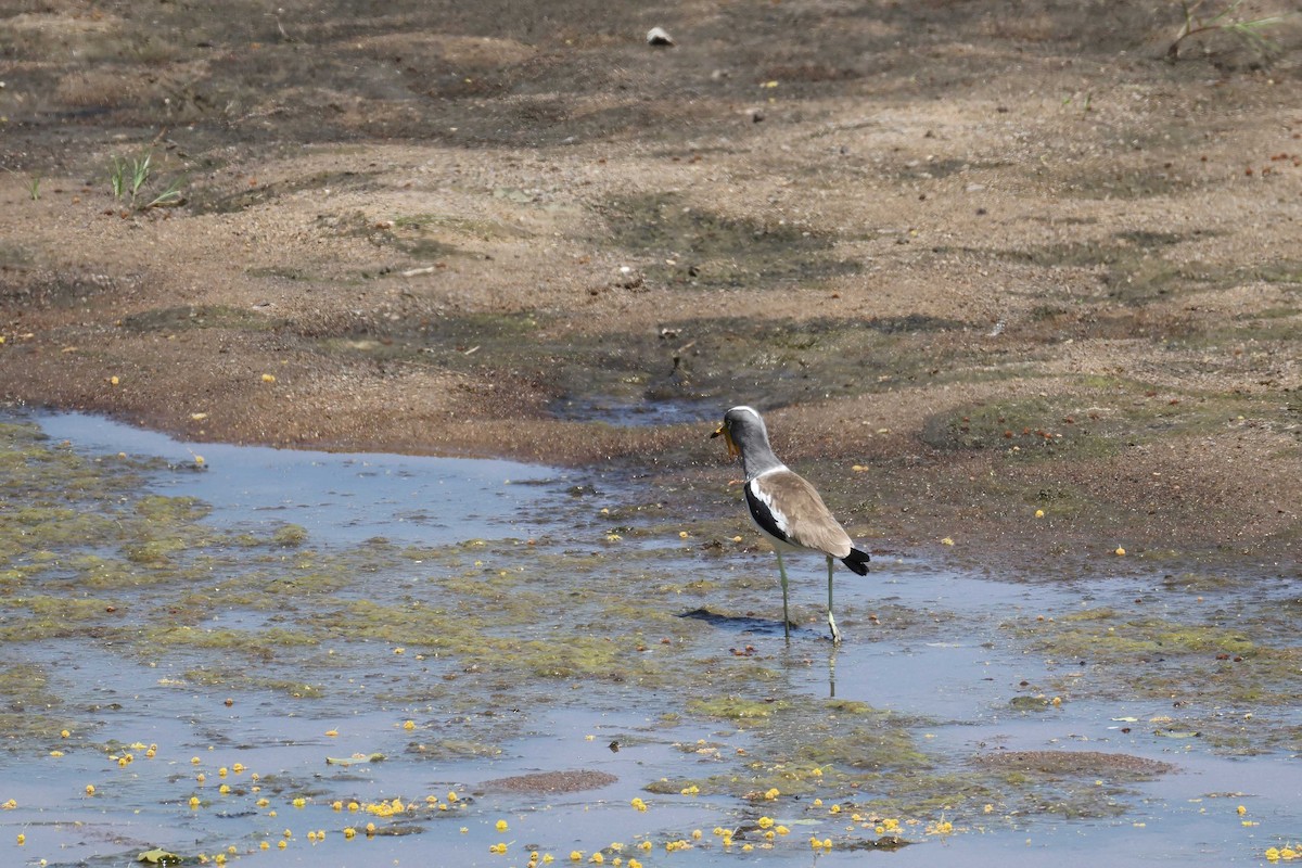 White-crowned Lapwing - ML643481187