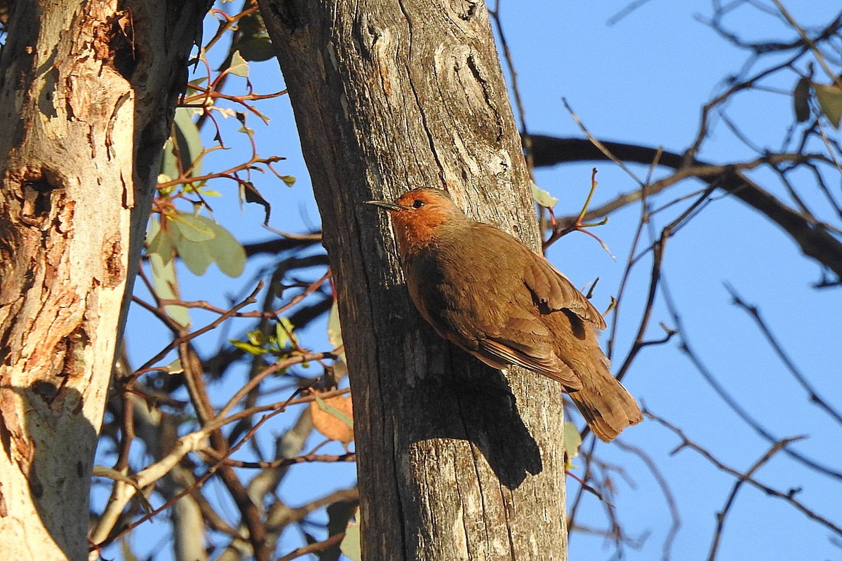 Rufous Treecreeper - ML643481192