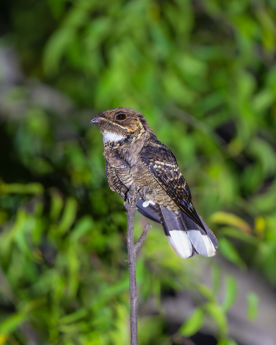Jerdon's Nightjar - ML643481193