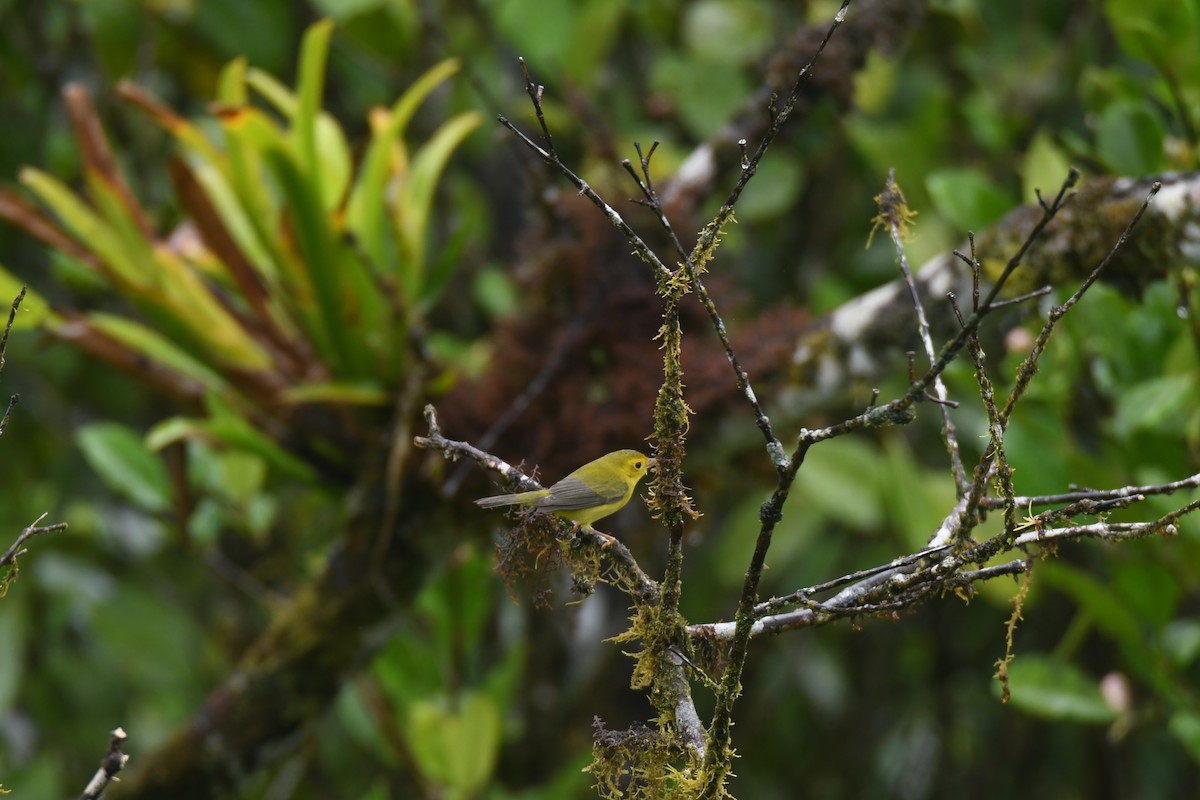 Wilson's Warbler - ML643481194