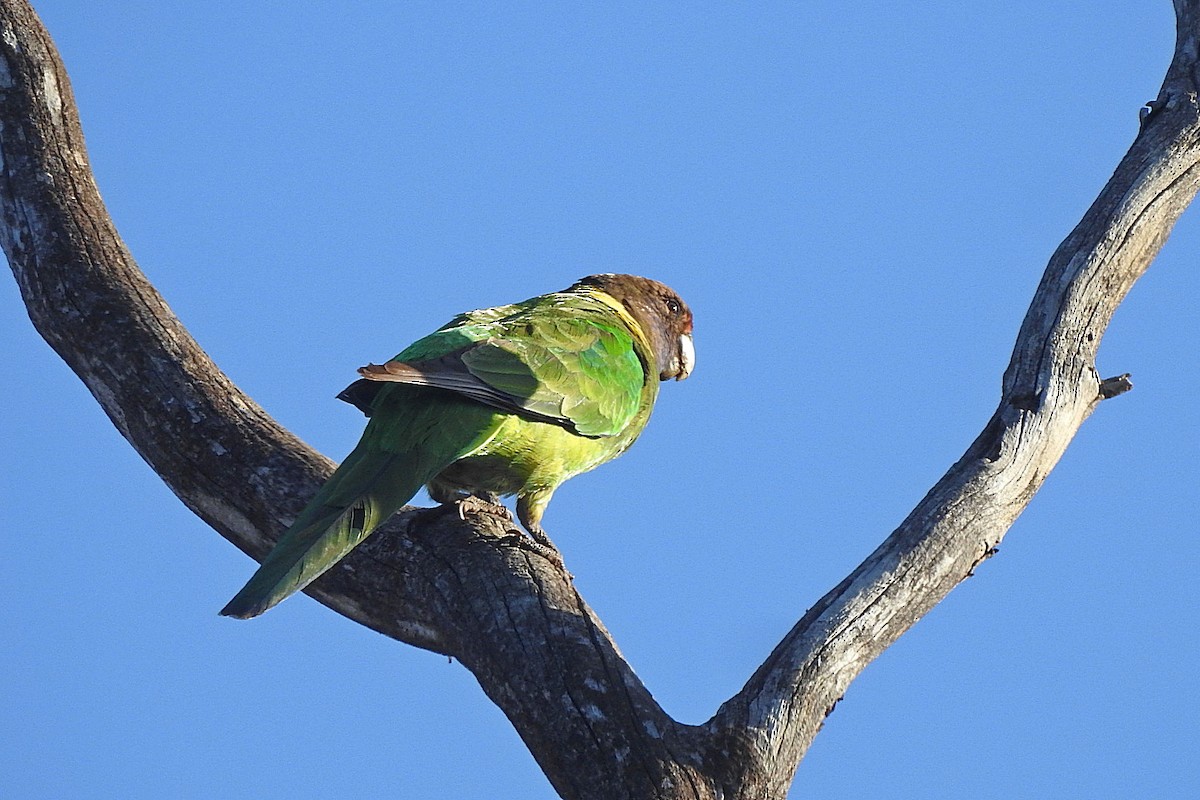 Australian Ringneck - ML643481195