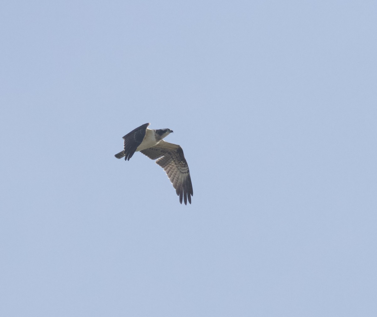 Osprey - ML643481197