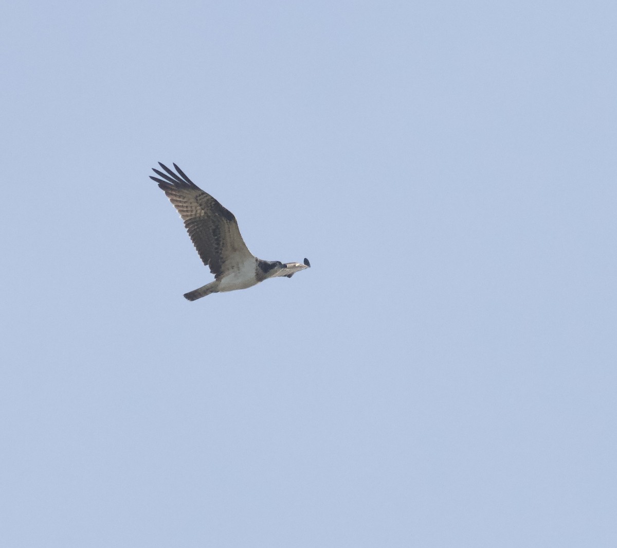 Osprey - ML643481198