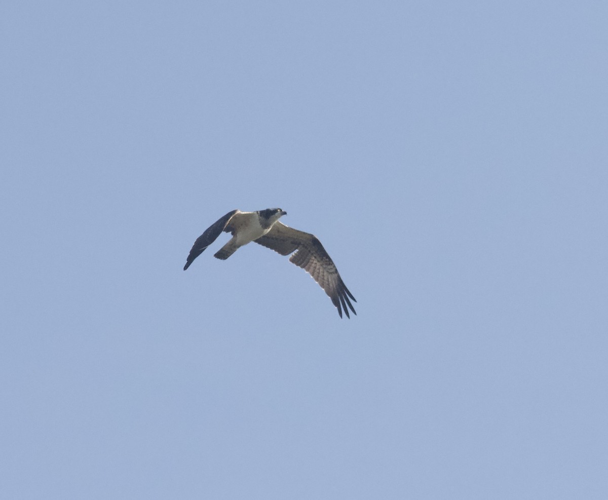 Osprey - ML643481199
