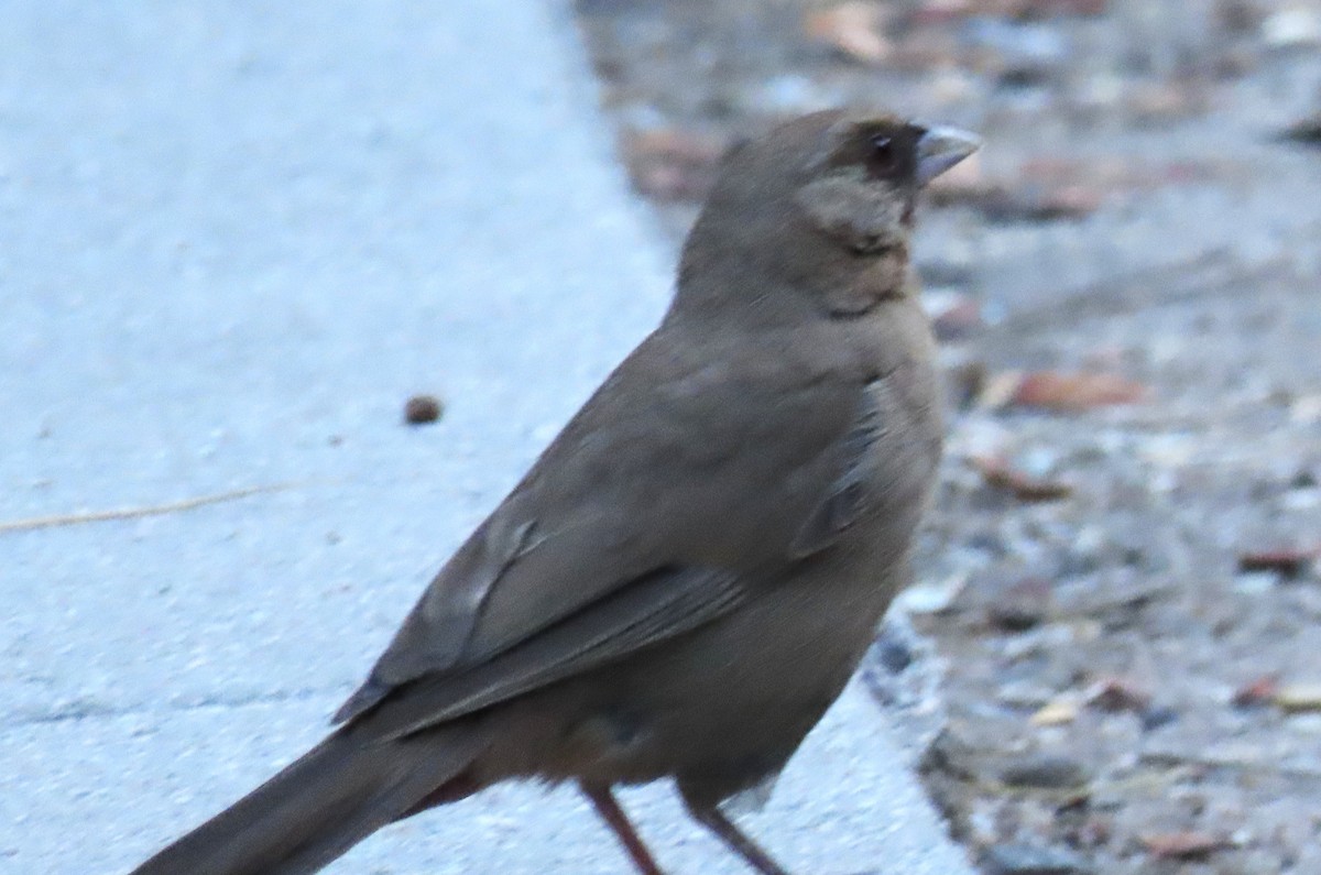 Abert's Towhee - ML643481201