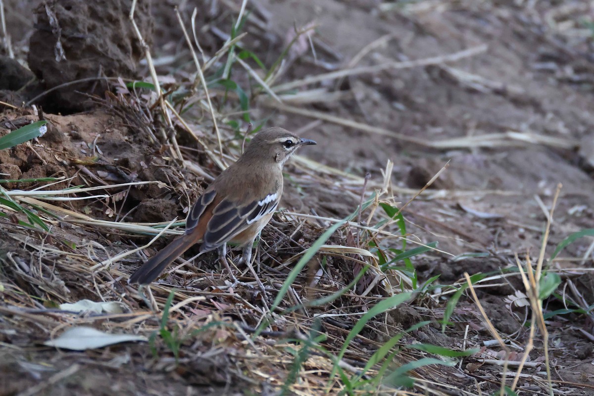 White-browed Scrub-Robin - ML643481204