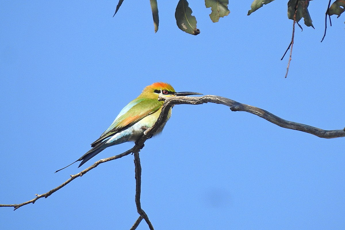 Rainbow Bee-eater - ML643481205