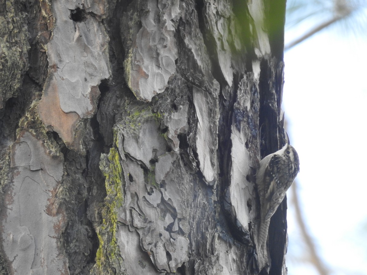 Bar-tailed Treecreeper - ML643481208