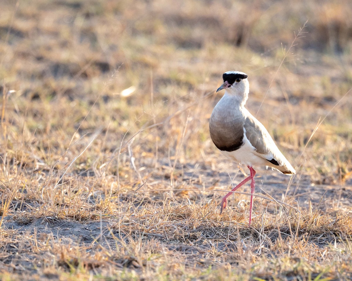 Crowned Lapwing - ML643481209