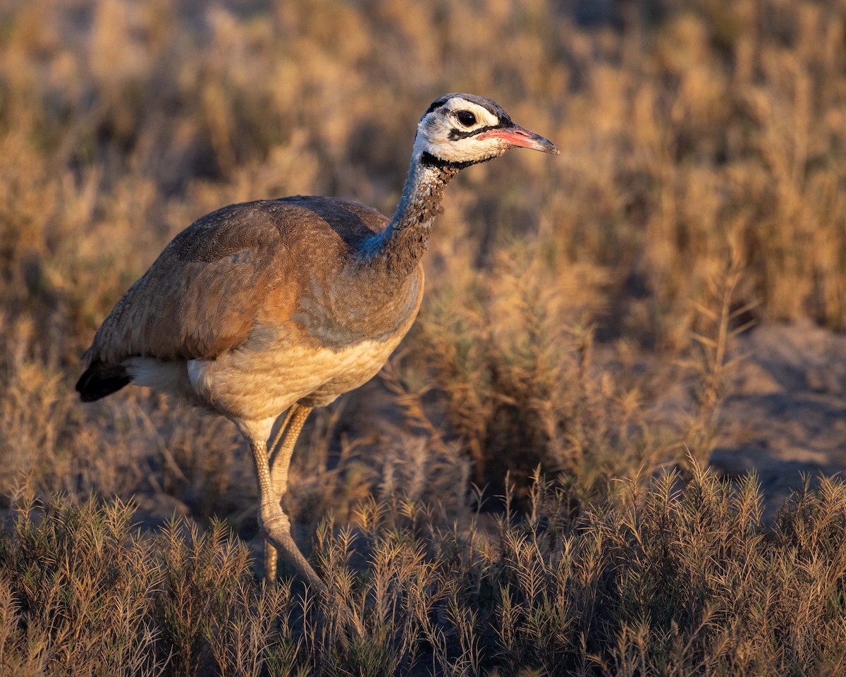 White-bellied Bustard - ML643481212