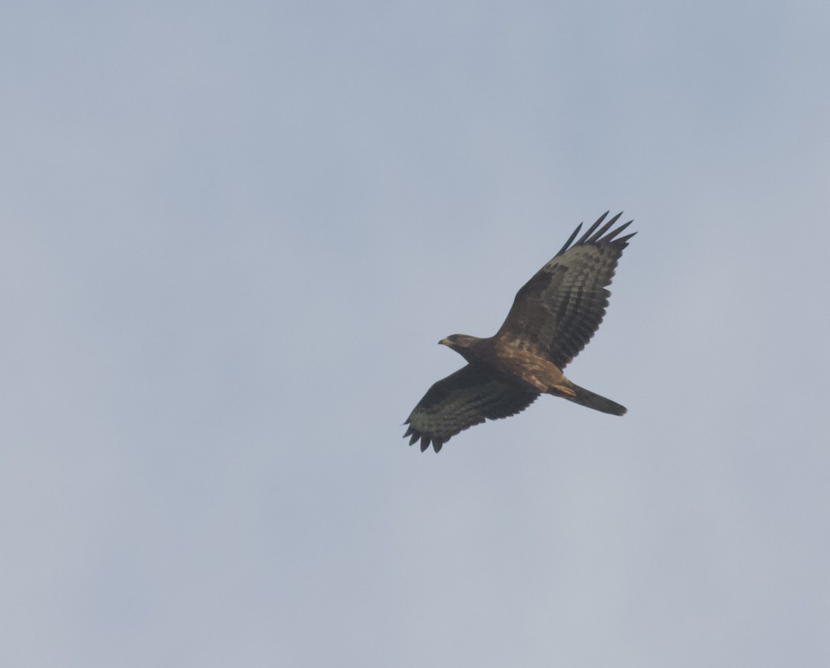 European Honey-buzzard - ML643481216