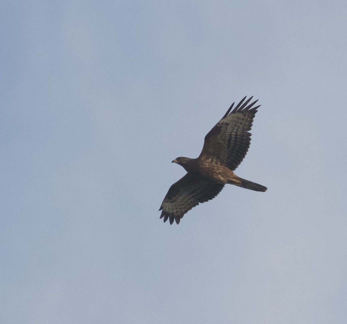 European Honey-buzzard - ML643481217