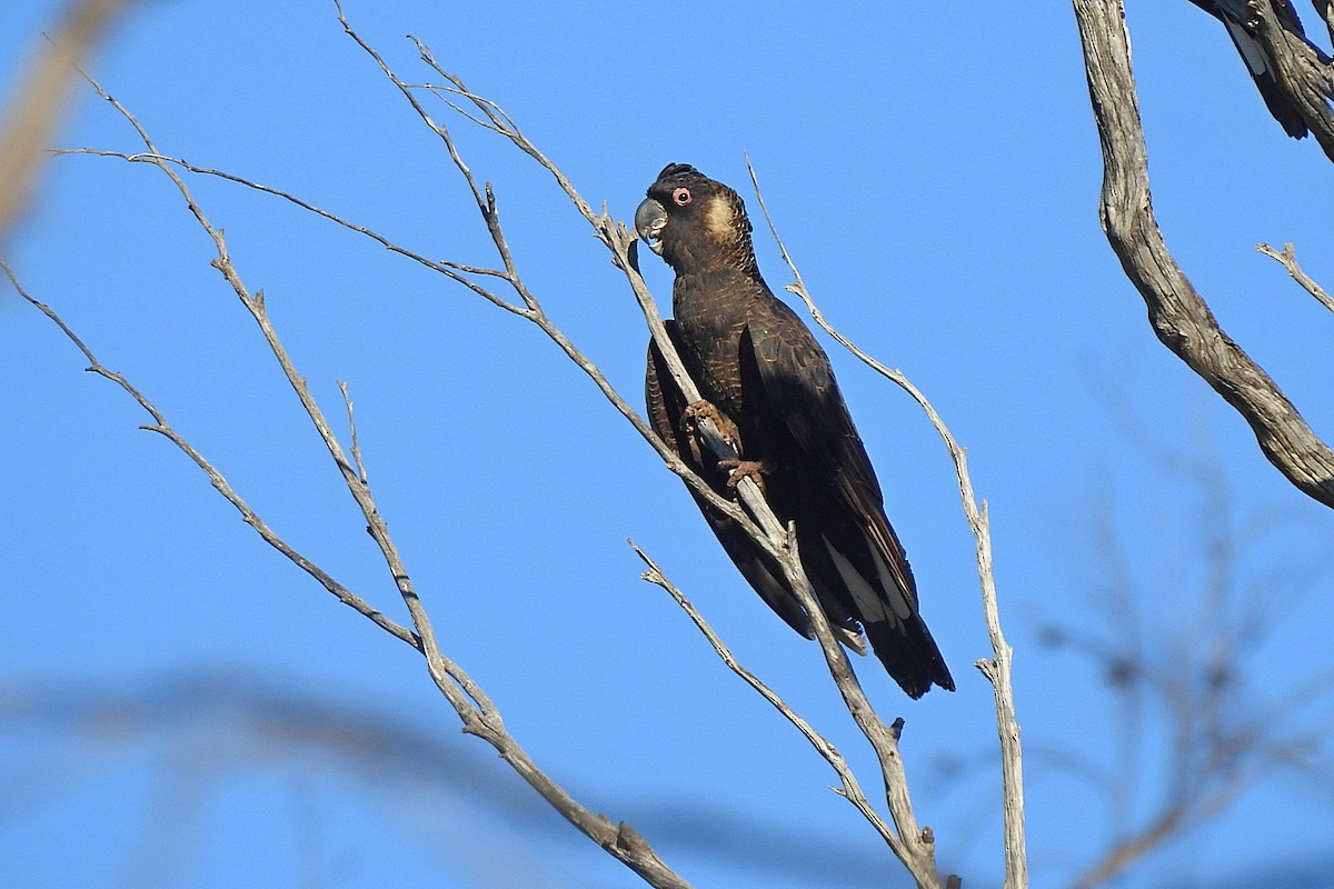 Carnaby's Black-Cockatoo - ML643481239
