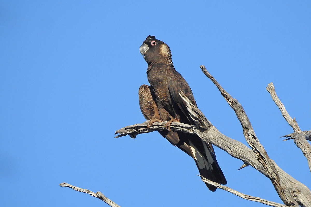 Carnaby's Black-Cockatoo - ML643481240
