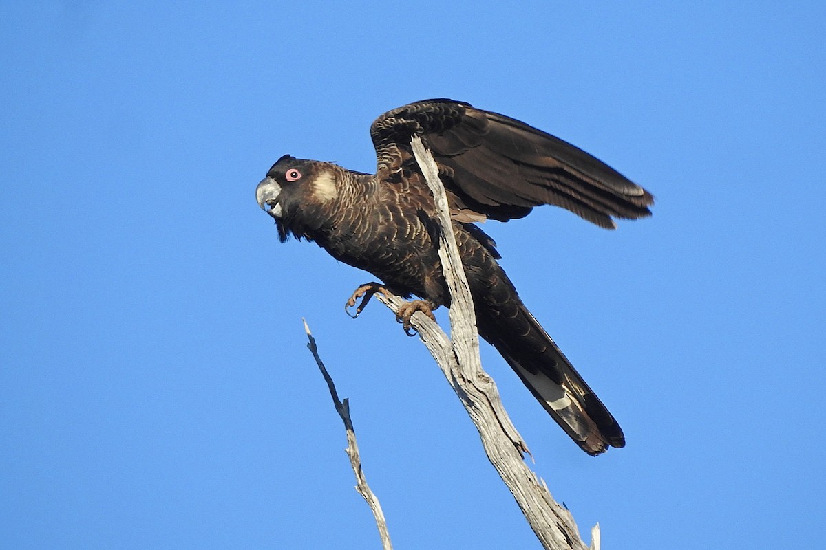 Carnaby's Black-Cockatoo - ML643481243