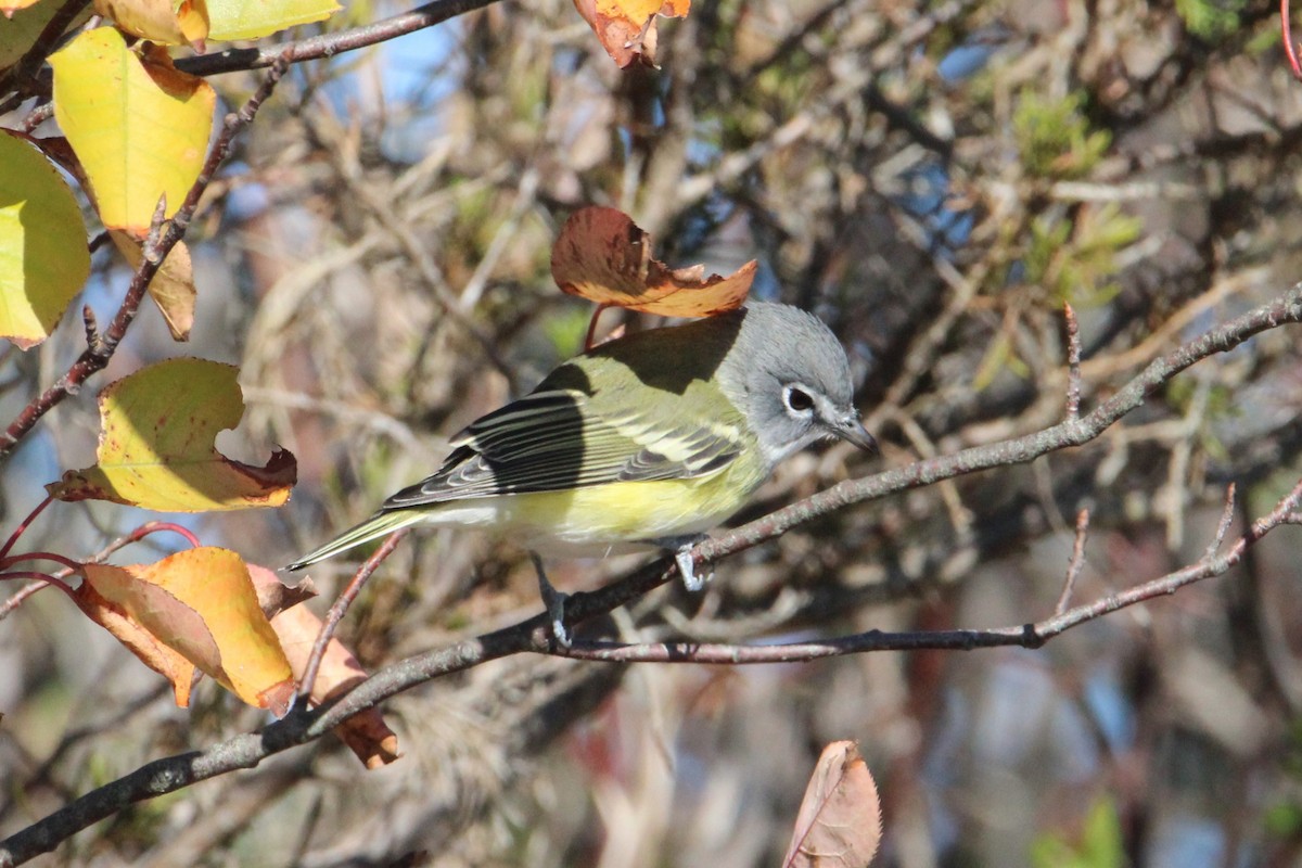 Blue-headed Vireo - ML643481253