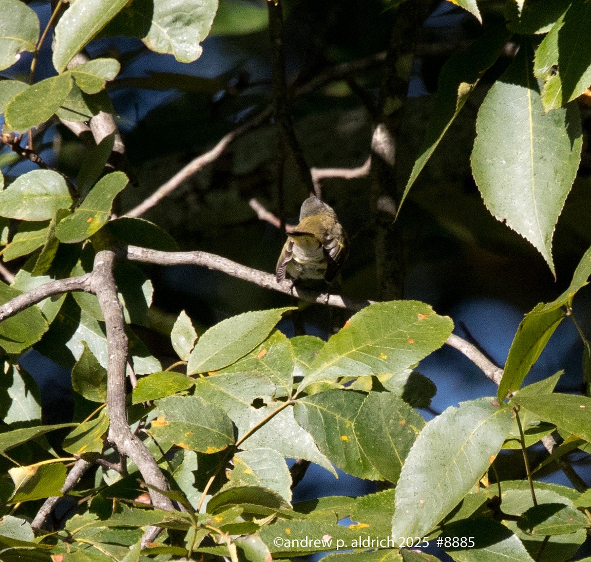 American Redstart - ML643481269