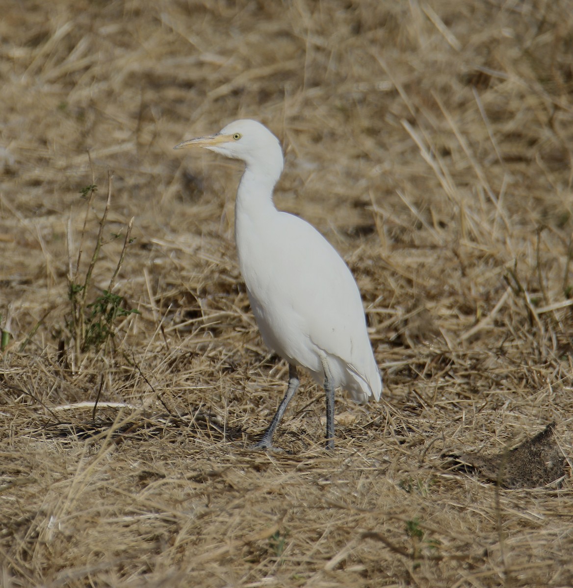 Western Cattle-Egret - ML643481271