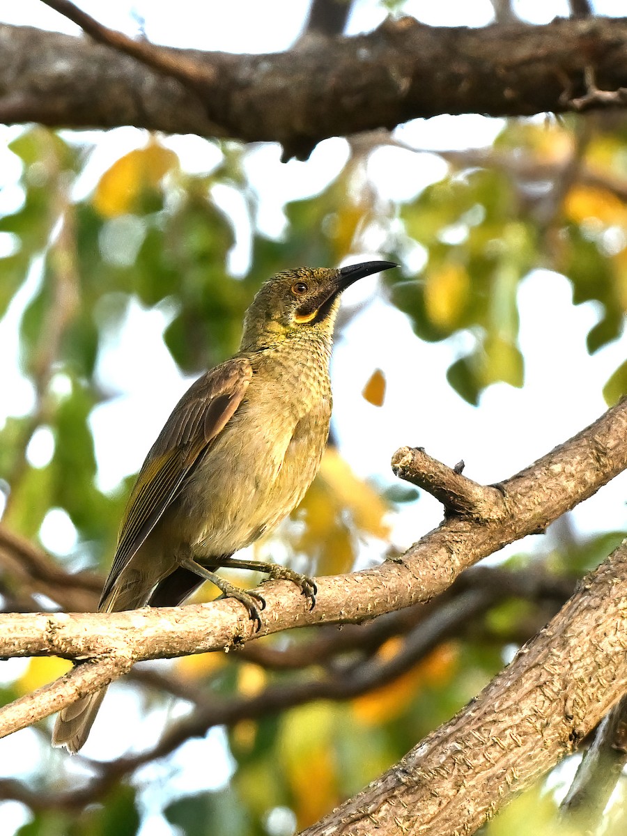 Méliphage d'Ovalau - ML643481277