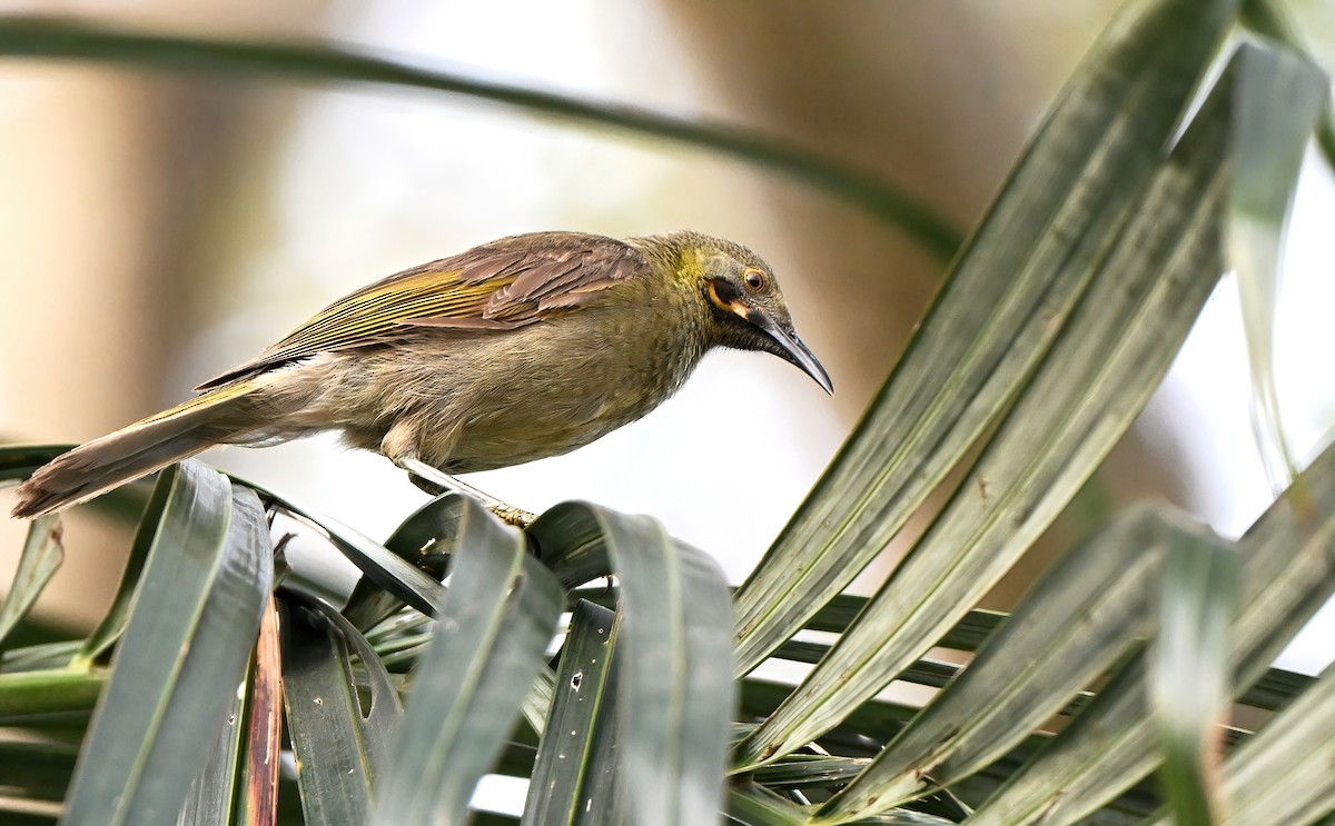 Méliphage d'Ovalau - ML643481278