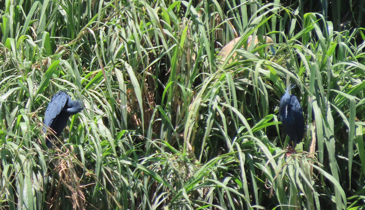 Black Heron - ML643481279