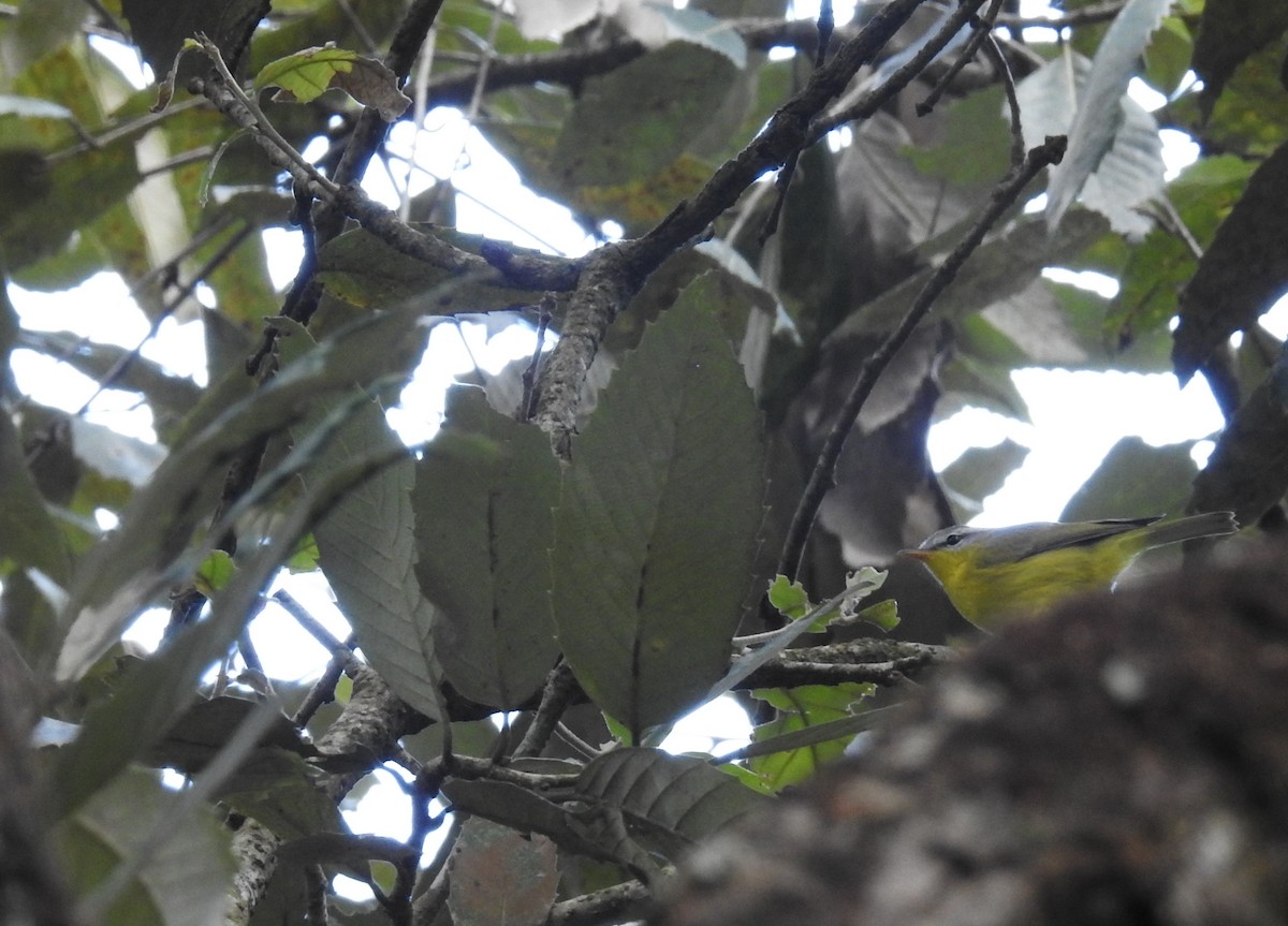 Gray-hooded Warbler - ML643481296
