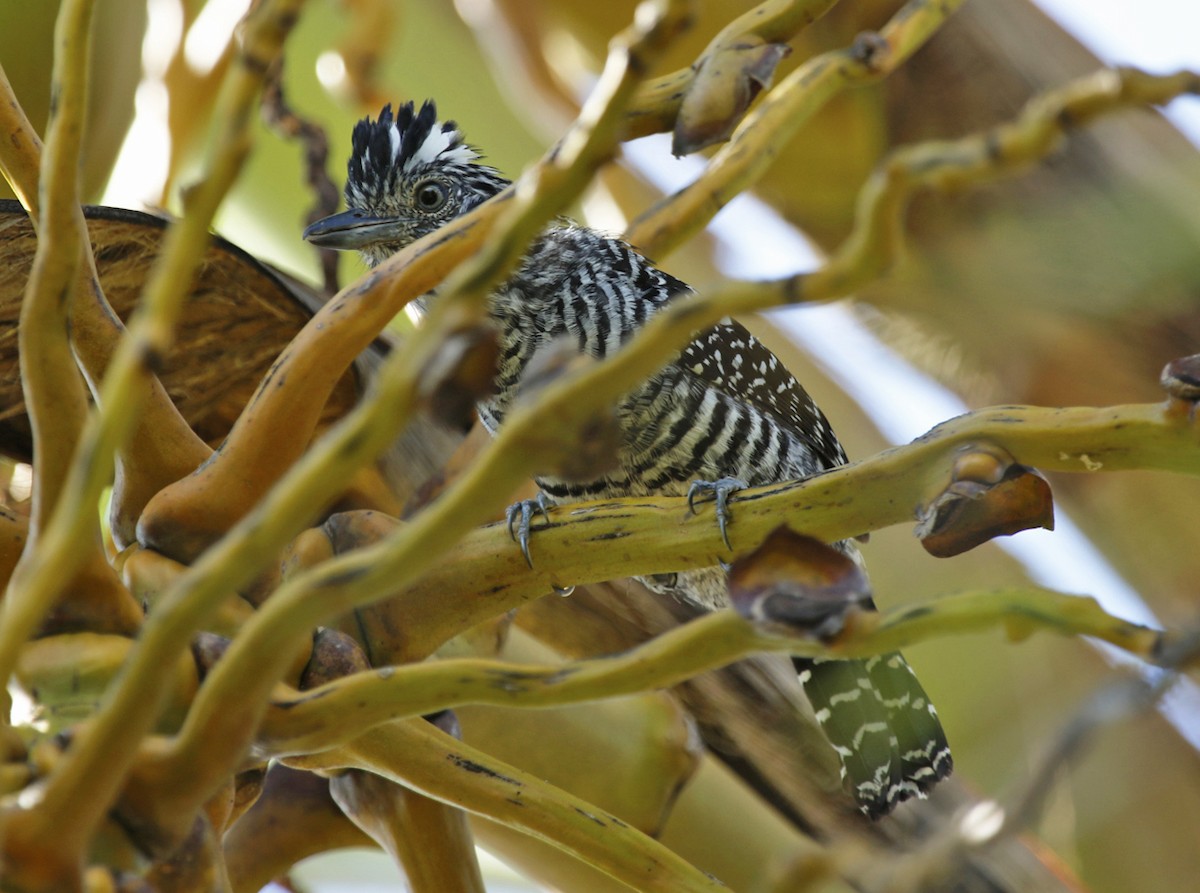 Barred Antshrike - ML643481314