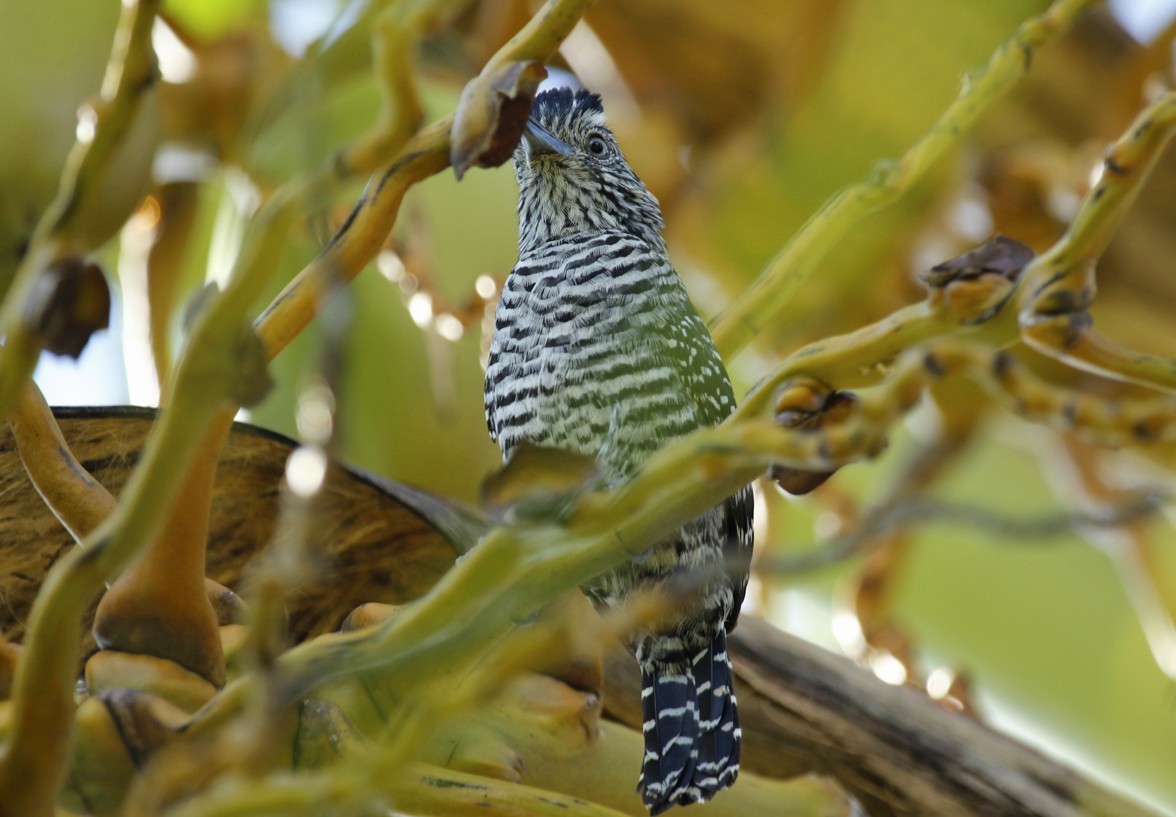 Barred Antshrike - ML643481315