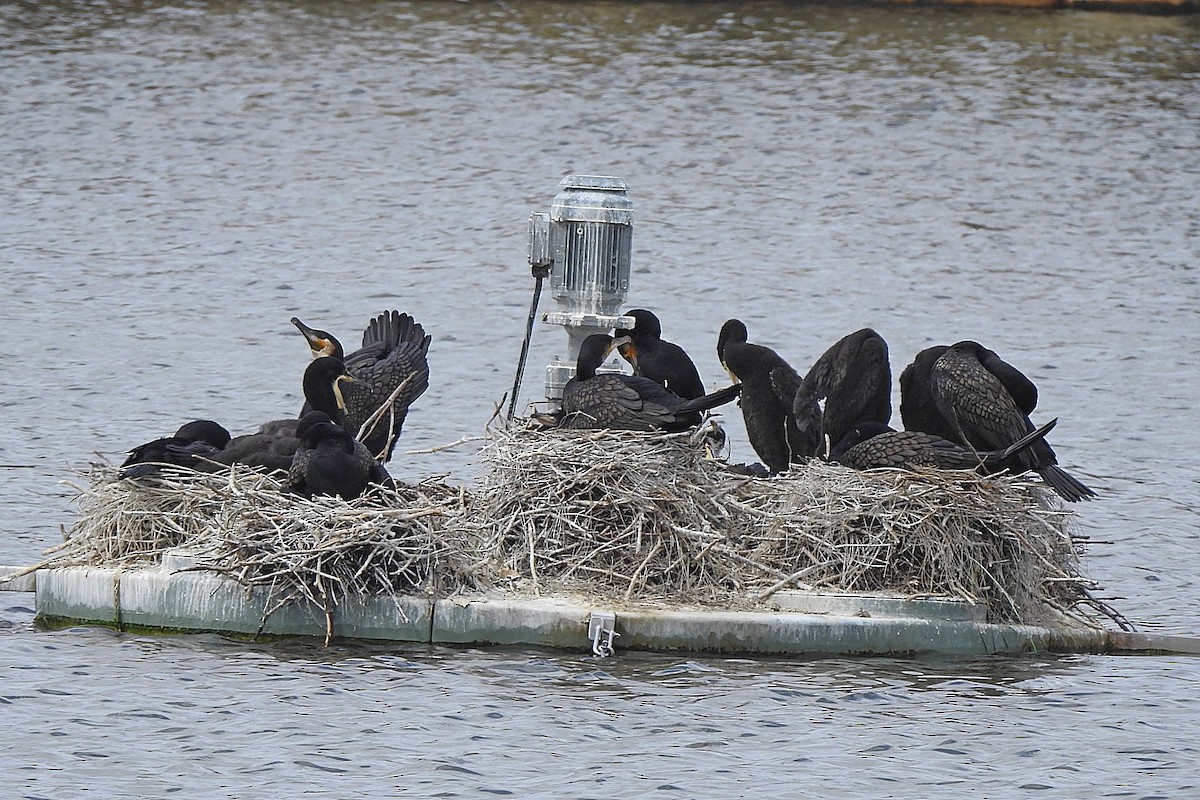 Great Cormorant (Australasian) - ML643481327