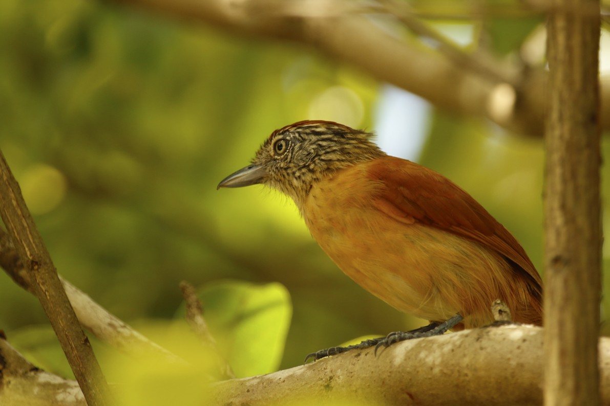 Barred Antshrike - ML643481328