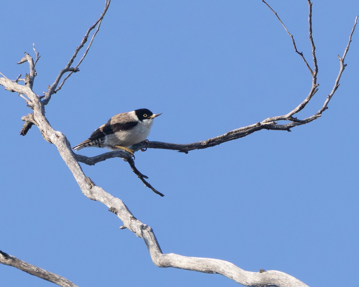 Varied Sittella - ML643481335