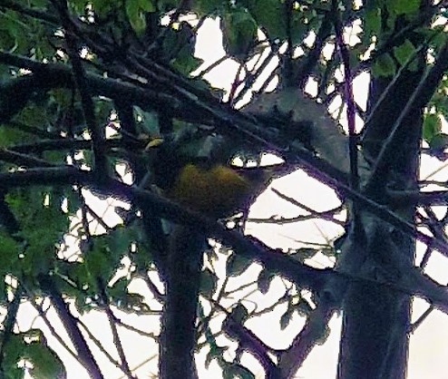 クロビタイスミレフウキンチョウ - ML643481337