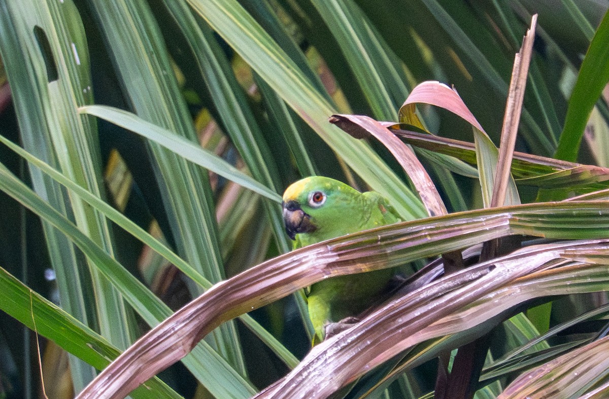 キビタイボウシインコ - ML643481368