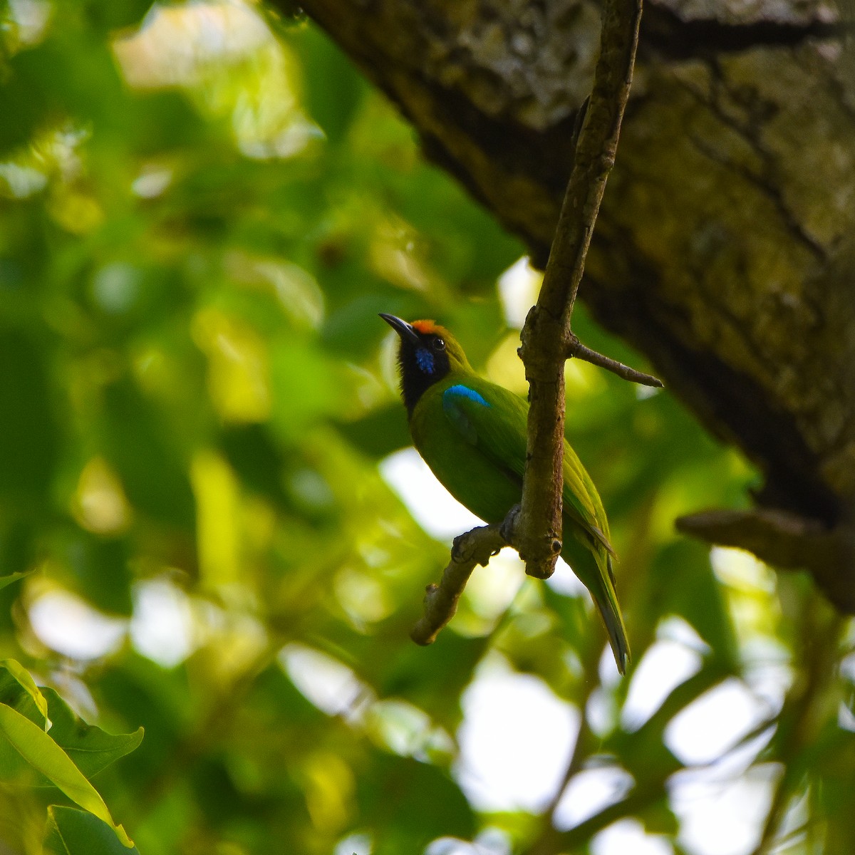 Golden-fronted Leafbird - ML643481387