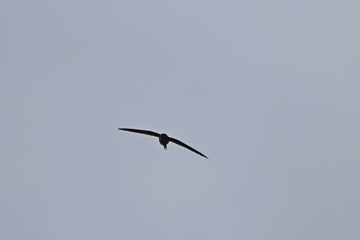 カンムリアマツバメ - ML643481391