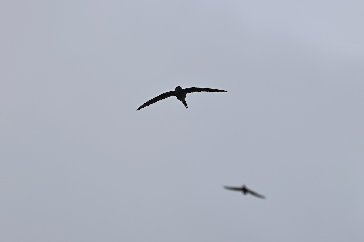 カンムリアマツバメ - ML643481392