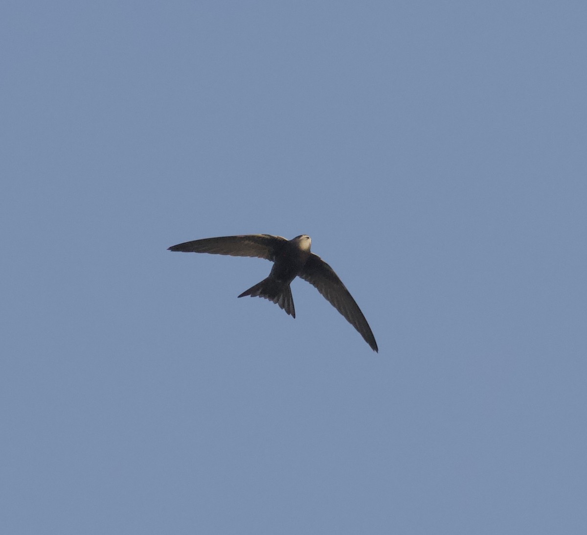 Common Swift - ML643481425