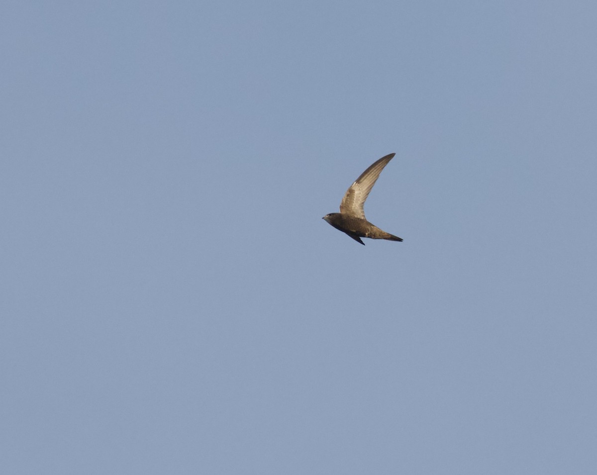 Common Swift - ML643481426