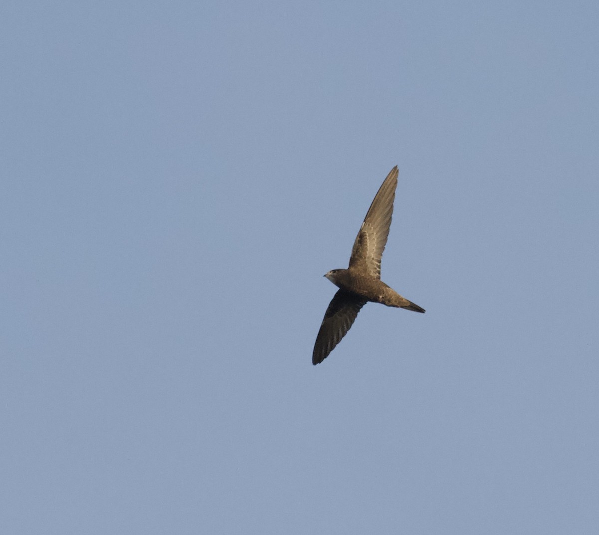 Common Swift - ML643481427