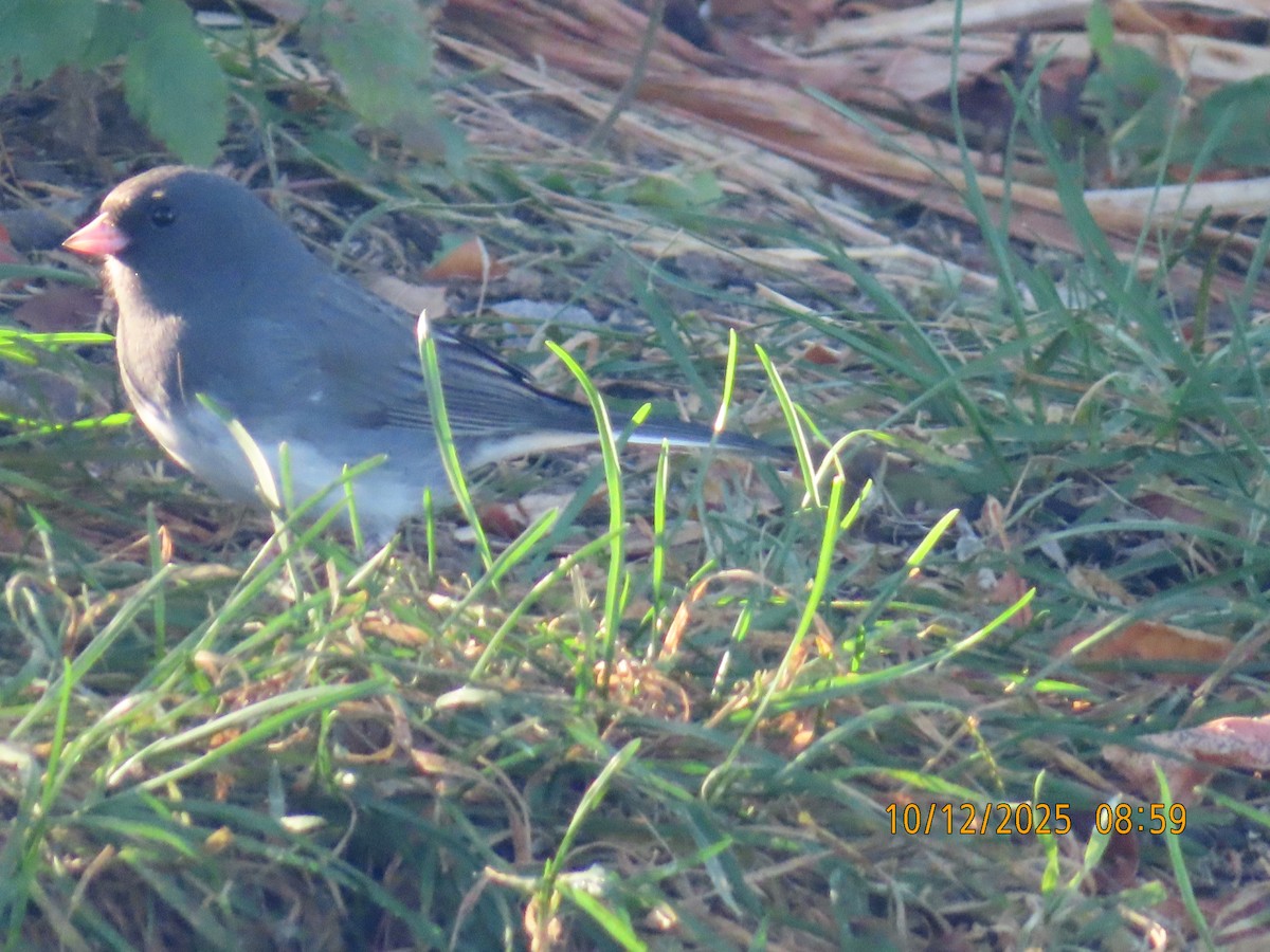 Dark-eyed Junco - ML643481444