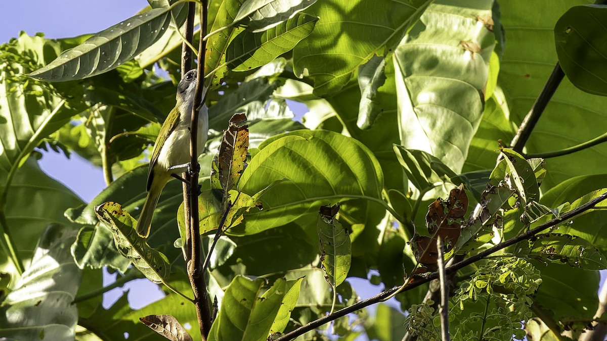 Selayar Whistler - ML643481449