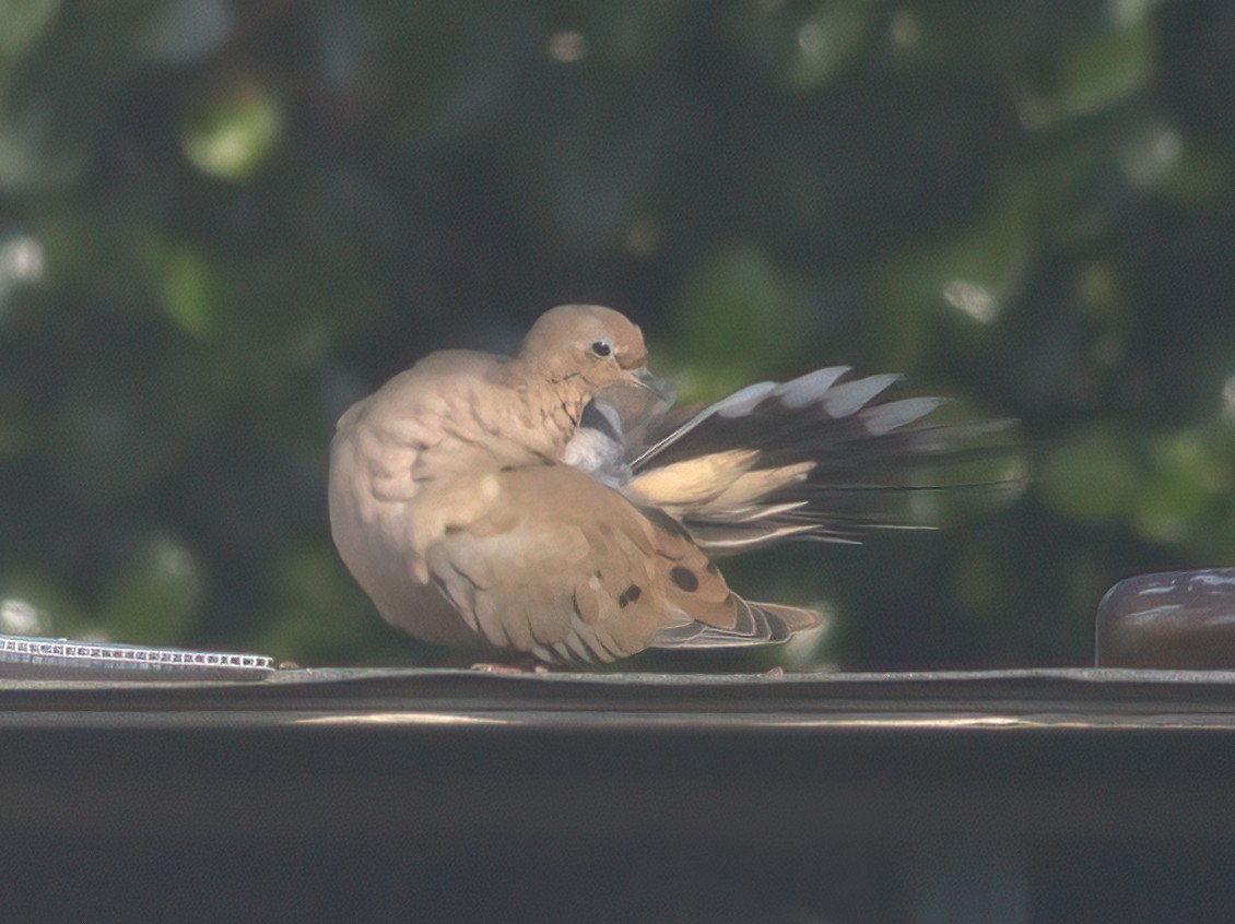 Mourning Dove - ML643481451