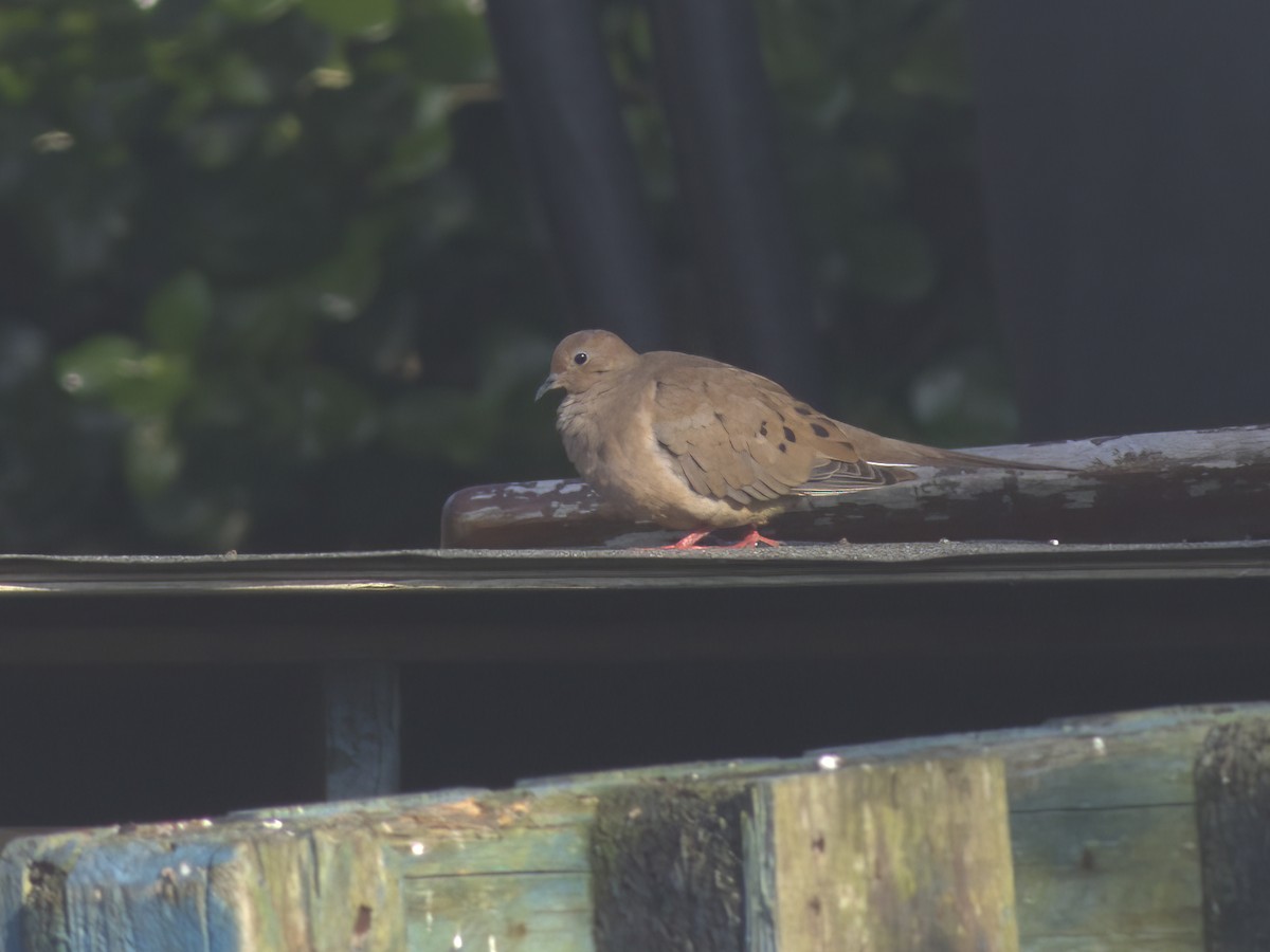 Mourning Dove - ML643481452