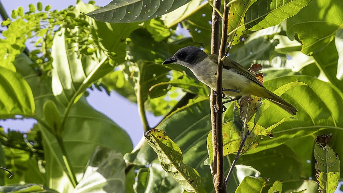 Selayar Whistler - ML643481454