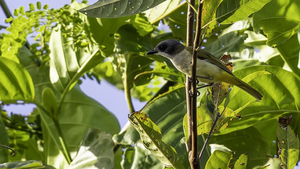 Selayar Whistler - ML643481458